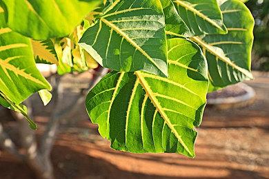 舅舅党爆料《女神异闻录6》由新团队负责开发 会登陆PS5