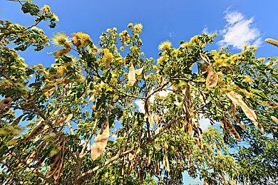 《苍翼：混沌效应》公布《死亡细胞》免费联动预告